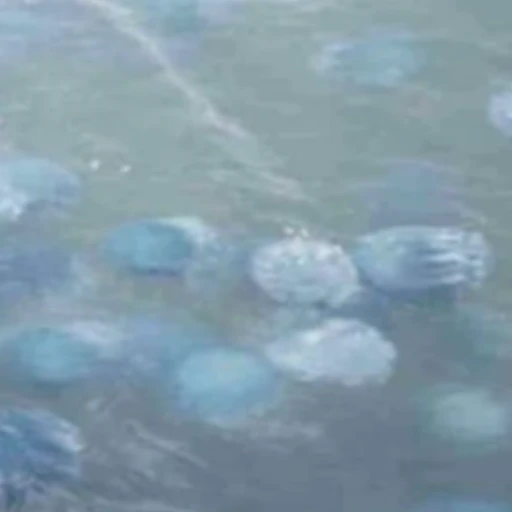 Analizan avance progresivo de medusas en costas de Anzoátegui