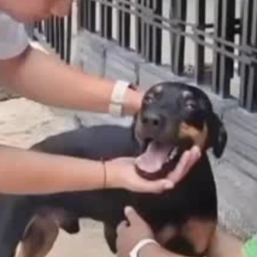 La Policía vela por la protección y el bienestar animal