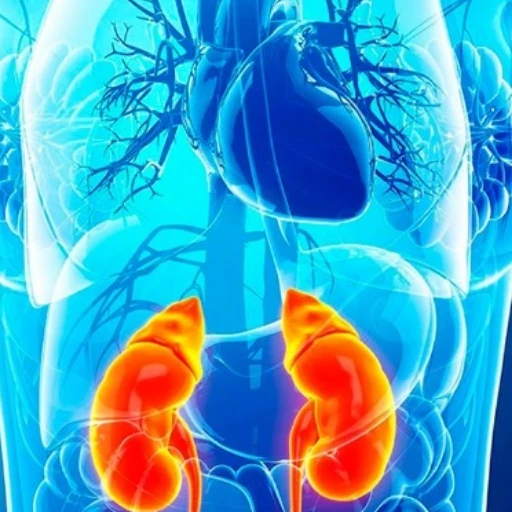 Pruebas de sangre y orina se consolidan como los métodos más fiables para evaluar la función renal
