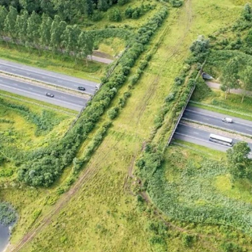 China construye "superpuente" para proteger biodiversidad en Qinzhou