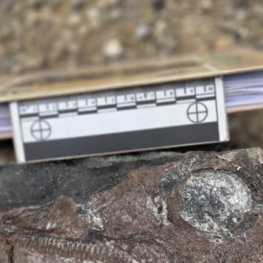 Hallan en el estado Táchira primer fósil de ictiosaurio de 100 millones de años