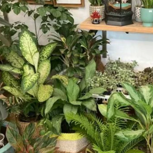 La planta que activa el dinero apenas entra a tu hogar