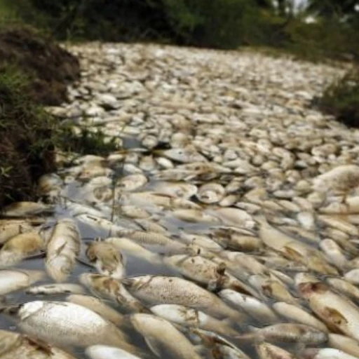 Autoridades prohíben pesca en Apure, Barinas y Guárico por muerte de peces
