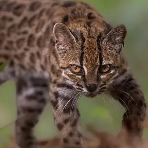 Descubren en Bolivia una nueva especie de felino, la primera en más de un siglo