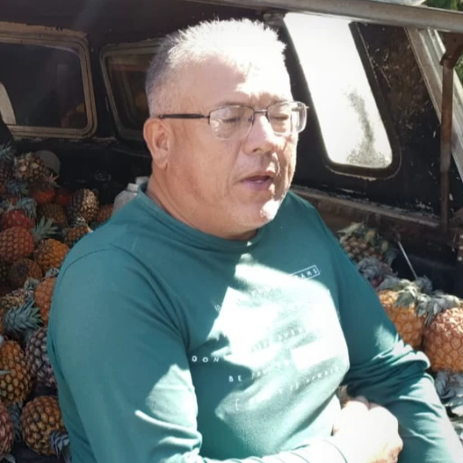 En Capacho Viejo se cultivan y venden las piñas más dulces de Venezuela 