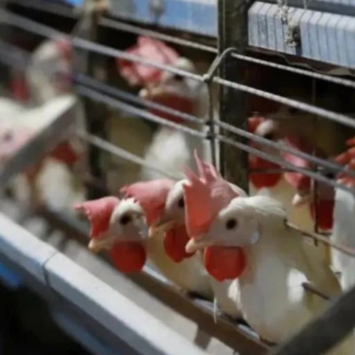 Brote de gripe aviar obliga a sacrificar 80.000 aves en Países Bajos tras decenas de foco