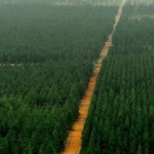 Monagas y Anzoátegui inician plan de reforestación para sembrar 15.000 hectáreas de pino para 2027