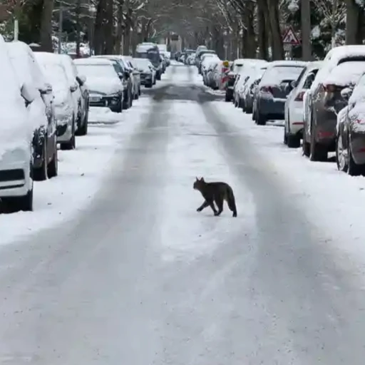 Ola de frío azota Europa y deja cinco muertos en Francia