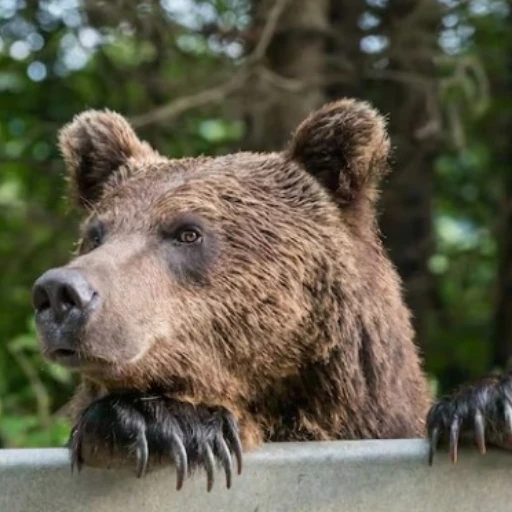 Japón registra nuevo ataque de oso: Turista extranjero resulta herido en el lago Towada