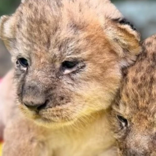 Leones nacidos en zoológico de Mérida salieron por primera vez al aire libre